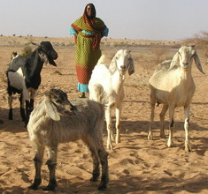 Woman grazing her goats