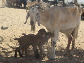 Goats milk saves children from starvation