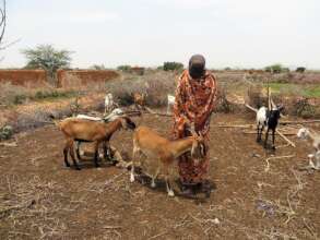 Goats provide protein-rich milk but many are dying