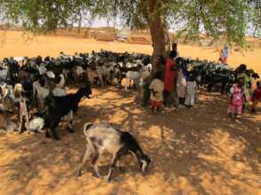 The Goats you donate are saving children's lives