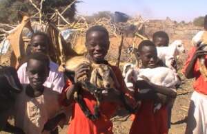 Child shepherds will help look after Goats too
