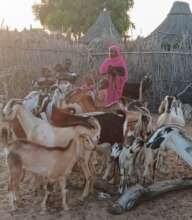 Kids for Kids Goat Loan