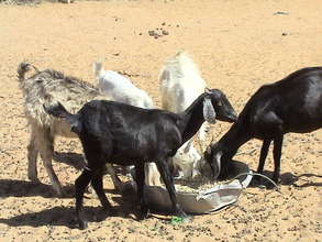 Looking after the goats to keep them healthy