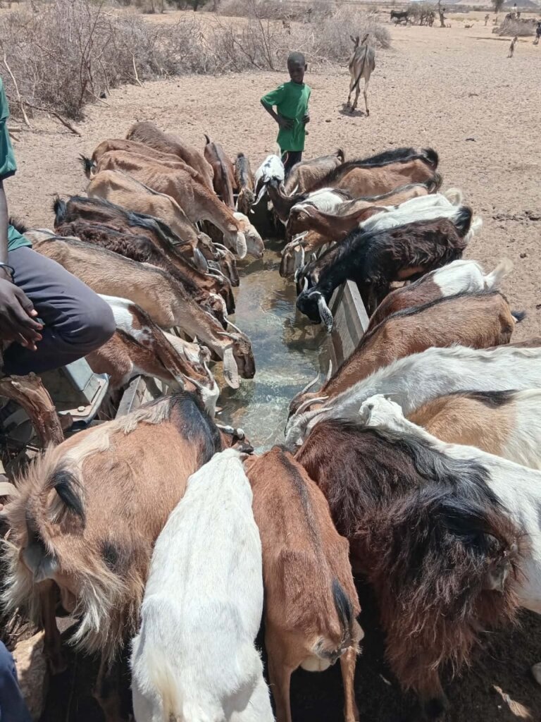 Goats enjoy a big drink of water!