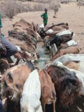 Goats enjoy a big drink of water!