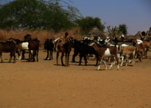 Goats in Geleidat