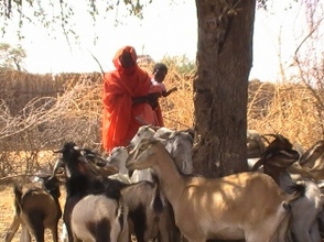 Goat loan beneficiary with her growing herd