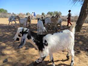 Goats gather in the shade