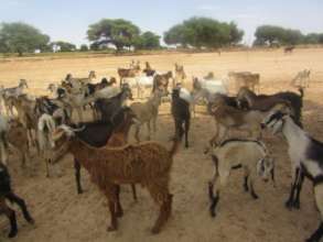 The goats have arrived at their new home!