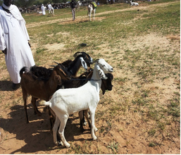 New goats purchased at the best price in Darfur