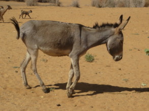 Donkeys are a Huge Asset in Darfur