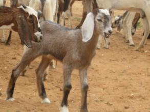 Kid Goats Save Lives!