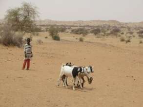 Little lad tending his goats