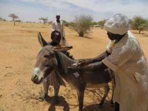 Donkey need veterinary care too