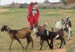 Mother with her flock of goats