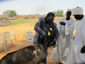 Each village will be trained in Animal Husbandry
