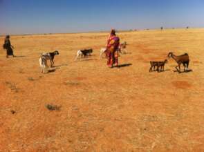 Our Goats save lives - when families have nothing