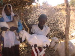 Goat Loans save lives, milk keeps children healthy