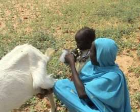 Goats milk saves lives in Darfur