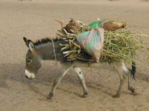 Firewood can be collected by donkey