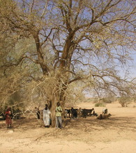 Minding their goats