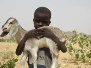A healthy goat means a healthy child in Darfur