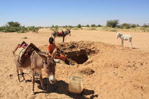 Donkeys are a great help for collecting water!