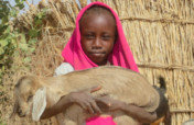 Goats and Donkeys Transform Lives in Darfur