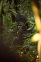 Chimpanzee - Credit Josh Iremonger