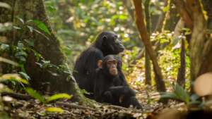 Image Credit: Josh Iremonger