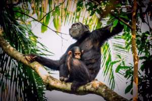 Credit Josh Iremonger