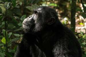 Chimpanzee - Credit: Martin Linday