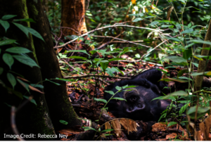 Chimpanzee - Rebecca Ney