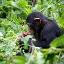 Chimp, Credit Chimpanzee Conservation Centre
