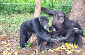 Chimpanzees at the Chimpanzee Conservation Centre