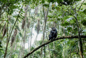 Chimpanzee - Will Fortescue