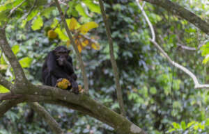 Chimpanzee Credit Matt Armstrong