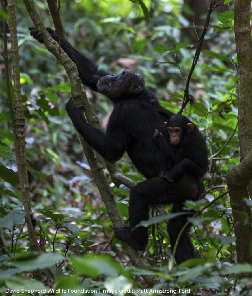 Protecting Chimpanzees