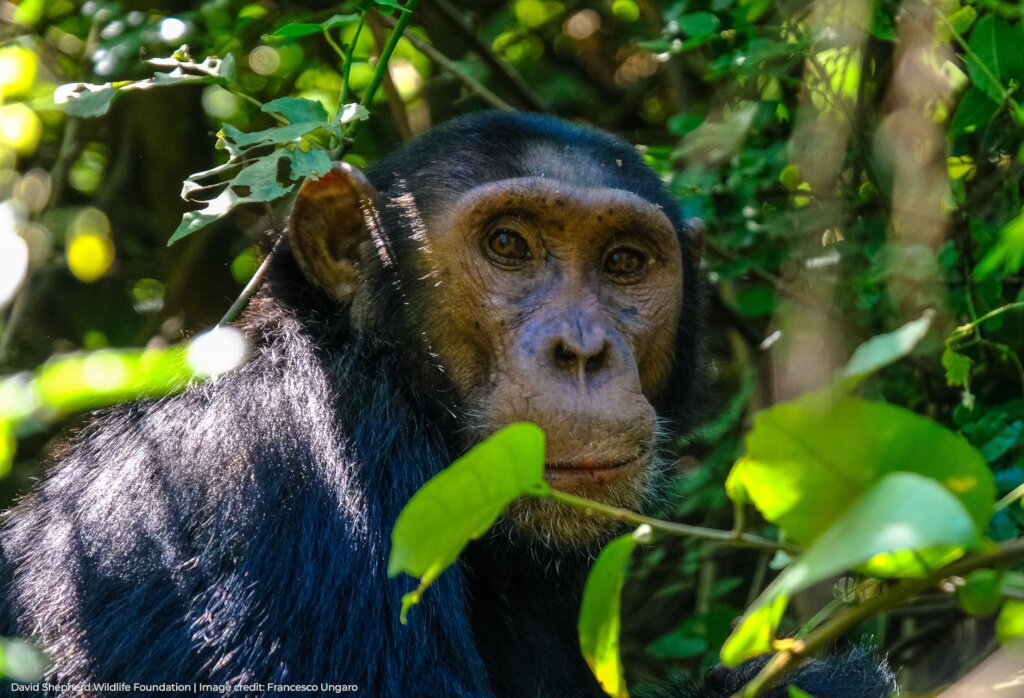Protecting Chimpanzees