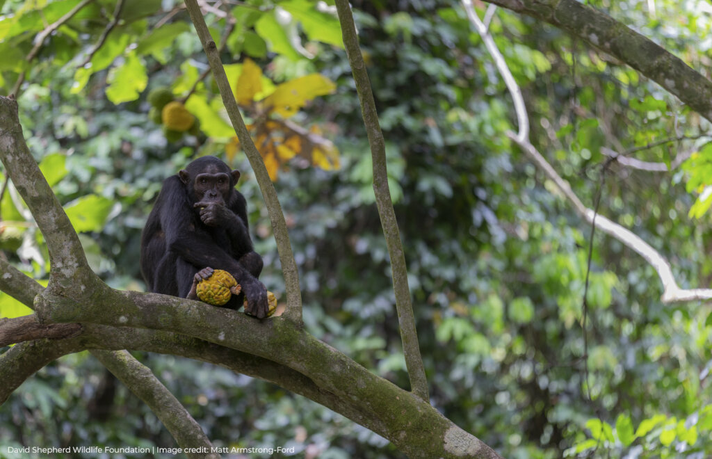 Protecting Chimpanzees