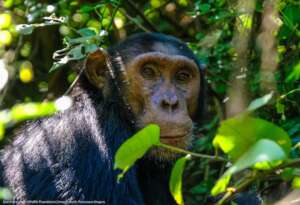 Chimpanzee - Credit Francesco Ungaro