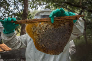 Bee Keeping / Apiculture - Sustainable Livelihoods