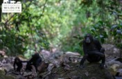 Protecting Chimpanzees