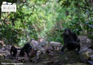 Protecting Chimpanzees