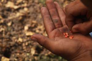 Seeds & Fine motor skills development