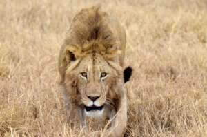 Image Credit: Barry Butler