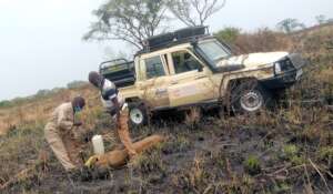 A sedated Lion being collared, Credit UCF