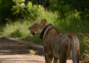 Lioness - Credit Wesley Hartmann