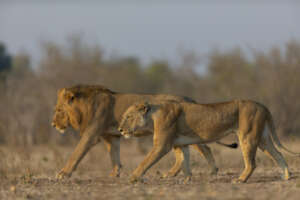 Lions - Credit Matt Armstrong Ford