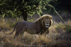 Lion - Yaron Schmid